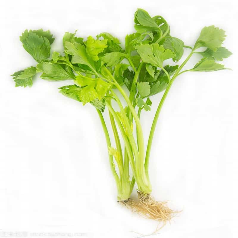 桥头镇生鲜蔬菜配送公司